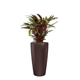 Calathea Rufibarba in watergevende Rondo bruin - Makkelijk bestellen