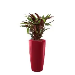 Calathea Rufibarba in watergevende Rondo rood | Fabrieksprijs