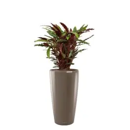 Calathea Rufibarba in watergevende Rondo taupe - Bestelbaar