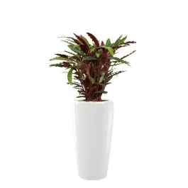 Calathea Rufibarba in watergevende Rondo wit - Direct beschikbaar