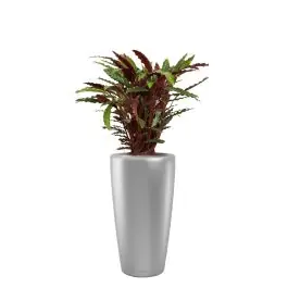 Sale - Calathea Rufibarba in watergevende Rondo zilver