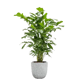Klantfavoriet | Caryota Mitis in Lux Terrazzo Egg grijs