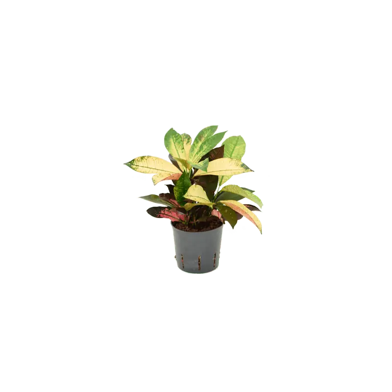 Gratis retourneren | Croton Mrs. Iceton