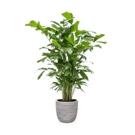 Caryota Mitis in Nature Egg Rib Planter Rib wit | Spoedlevering