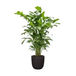 Zeer goed beoordeeld - Caryota Mitis in Nature Egg Rib Planter Rib zwart
