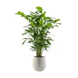Prijs verlaagd | Caryota Mitis in Grigio Balloon Concrete wit