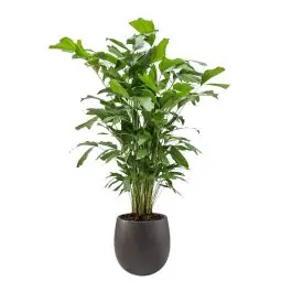 Caryota Mitis in Grigio Balloon Concrete bruin | Bespaar nu