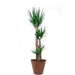 Yucca Elephantipes toef in Artstone Claire bruin | Veel gekozen
