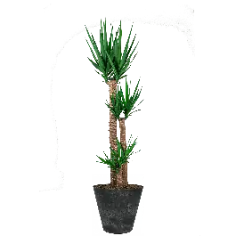 Yucca Elephantipes toef in Artstone Claire zwart - Bijna uitverkocht