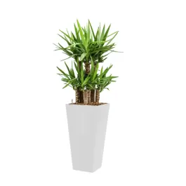 Yucca Elephantipes hydrocultuur in Runner wit | Topprijs