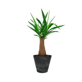 Goed beoordeeld - Yucca Elephantipes in Artstone Claire zwart