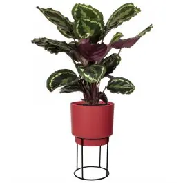 Opruiming - Calathea Medaillon in Elho B. for Studio rood