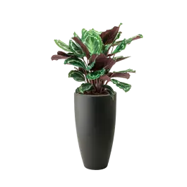 Deal | Calathea Medaillon in Pure Soft hoog antraciet