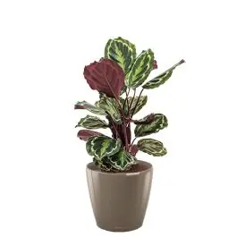 Calathea Medaillon in watergevende Classico taupe | Nieuw in de shop