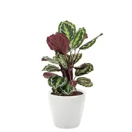 Calathea Medaillon in watergevende Classico wit - Laatste kans