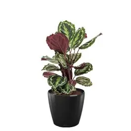 Calathea Medaillon in watergevende Classico zwart - Profiteer nu