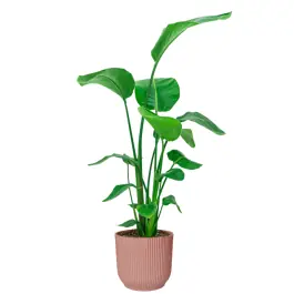 Goed beoordeeld | Strelitzia Nicolai in Vibes roze