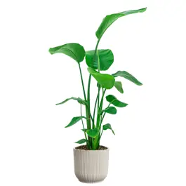 Strelitzia Nicolai in Vibes wit - Dagdeal