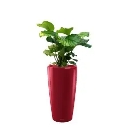 Calathea Orbifolia in watergevende Rondo rood - Bijna uitverkocht