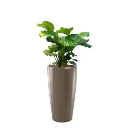 Calathea Orbifolia in watergevende Rondo taupe - Net toegevoegd