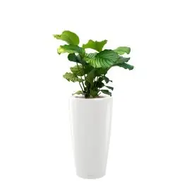 Calathea Orbifolia in watergevende Rondo wit - Veel gevraagd