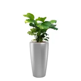 Beperkte voorraad - Calathea Orbifolia in watergevende Rondo zilver