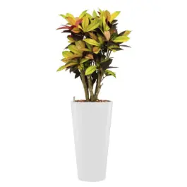 Croton Iceton hydrocultuur in Runner rond wit | Extra voordeel