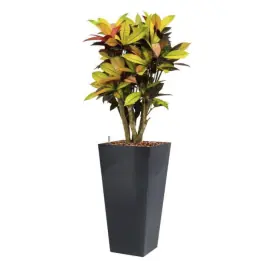 Croton Iceton hydrocultuur in Runner vierkant antraciet - Laatste stuks