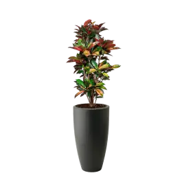 Croton Iceton in Pure Soft hoog antraciet - Expreslevering