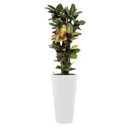 Scherpe prijs | Croton Petra hydrocultuur in Runner rond wit