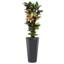Nieuw gelanceerd - Croton Petra hydrocultuur in Runner rond antraciet