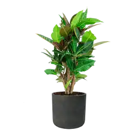 Flitsaanbieding | Croton Variegatum Petra in Rugged Charlie zwart