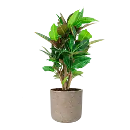 Croton Variegatum Petra in Rugged Charlie grijs | Topprijs