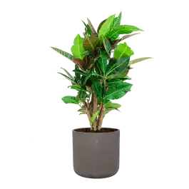 Nog maar enkele beschikbaar | Croton Variegatum Petra in Rugged Charlie Chocolate