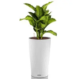 Dieffenbachia Maroba in watergevende Cilindro wit | Korting