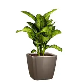 Dieffenbachia Maroba in watergevende Quadro taupe - Klantfavoriet