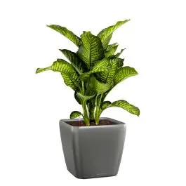 Deal | Dieffenbachia Maroba in watergevende Quadro antraciet