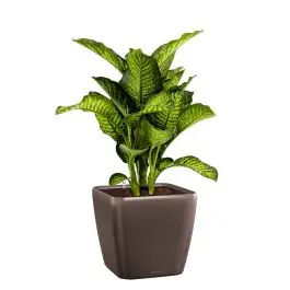 Extra korting - Dieffenbachia Maroba in watergevende Quadro bruin