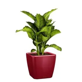 Pak je kans - Dieffenbachia Maroba in watergevende Quadro rood