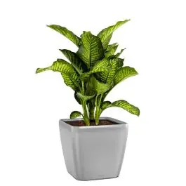 Bestelbaar - Dieffenbachia Maroba in watergevende Quadro zilver