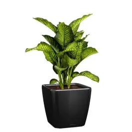 Veel gekozen - Dieffenbachia Maroba in watergevende Quadro zwart