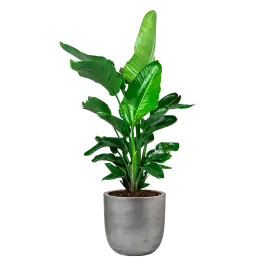 Strelitzia Nicolai in Lux Retro Egg zilver | Populair bij klanten