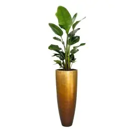 Outlet | Strelitzia Nicolai in Metallic Partner honey