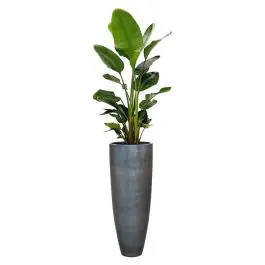 Nieuw binnen | Strelitzia Nicolai in Metallic Partner ice blue
