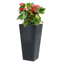 Flitsaanbieding | Anthurium Sierra hydrocultuur in Runner vierkant antraciet