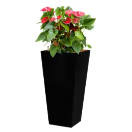 Aanrader - Anthurium Sierra hydrocultuur in Runner vierkant zwart