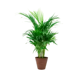 Areca Lutescens in Artstone Claire bruin | Rechtstreeks uit de fabriek
