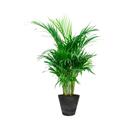 Areca Lutescens in Artstone Claire zwart | Veel gevraagd