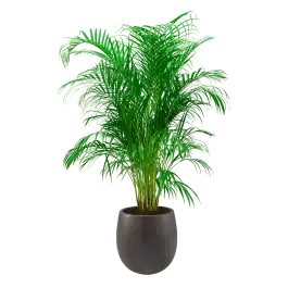 Areca Lutescens in Grigio Balloon Concrete bruin | Alleen deze week