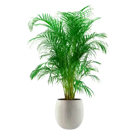 Areca Lutescens in Grigio Balloon Concrete wit | Topkwaliteit